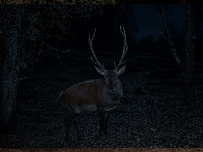 Cerf élaphe au crépuscule dans une forêt vosgienne pendant la période du brame