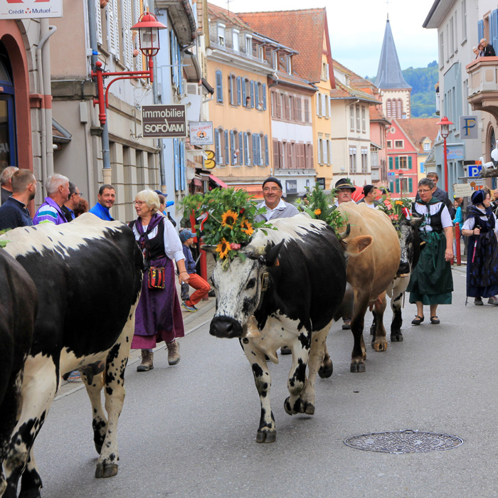 Vache vosgienne portant une cloche sur une haute chaume, accompagnée d’un troupeau descendant vers la vallée de Munster.