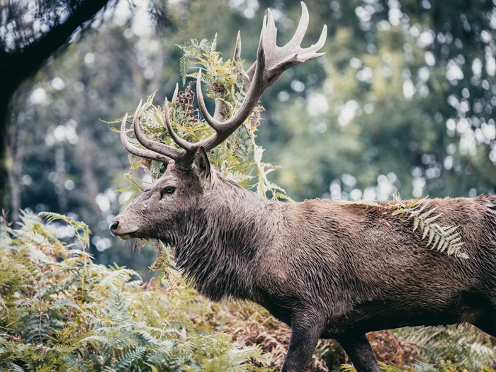 Cerf élaphe mâle dans une forêt pendant la période du brame