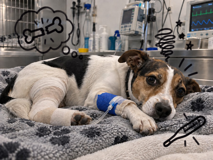 Chien bandé pris en charge aux urgences vétérinaires de Kingersheim