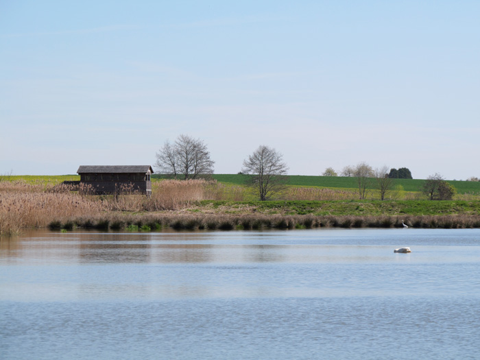 Étangs Nérac à Altenach, lieu d’observation des oiseaux dans le Sundgau