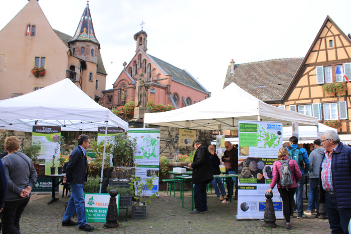 Champignons présentés lors de la Fête du Champignon à Eguisheim, photographie d’une édition précédente