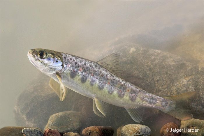 Jeune saumon atlantique, espèce réintroduite dans le bassin du Rhin en Alsace