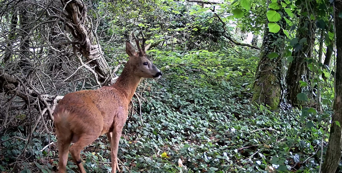 Blaireau observé par caméra-piège dans les environs d’Altkirch